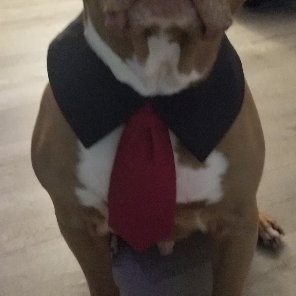Dog lapel and tie in many colors